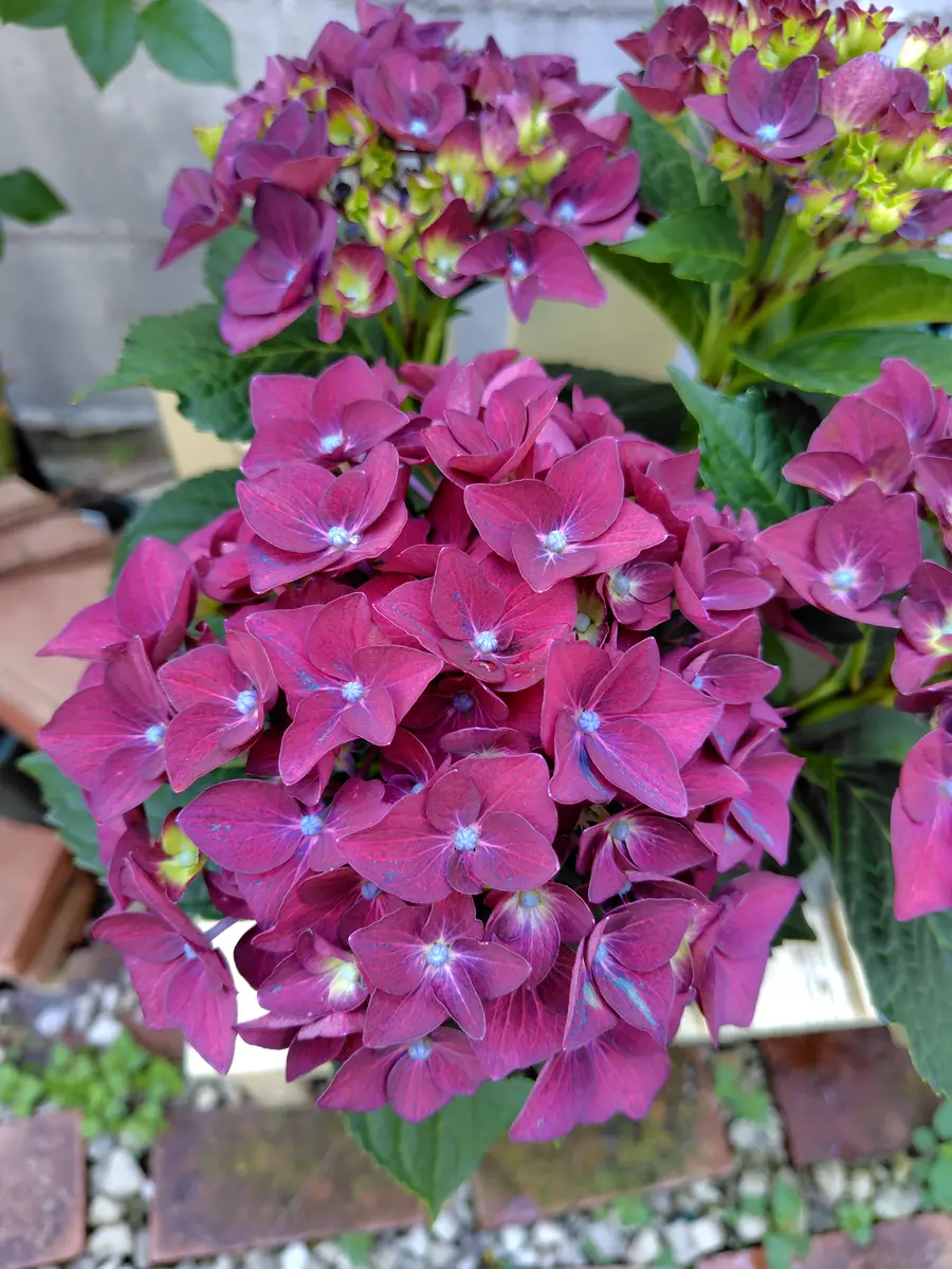 じゃれねこ『2月☆38 紫陽花×赤紫系』 【公式通販】