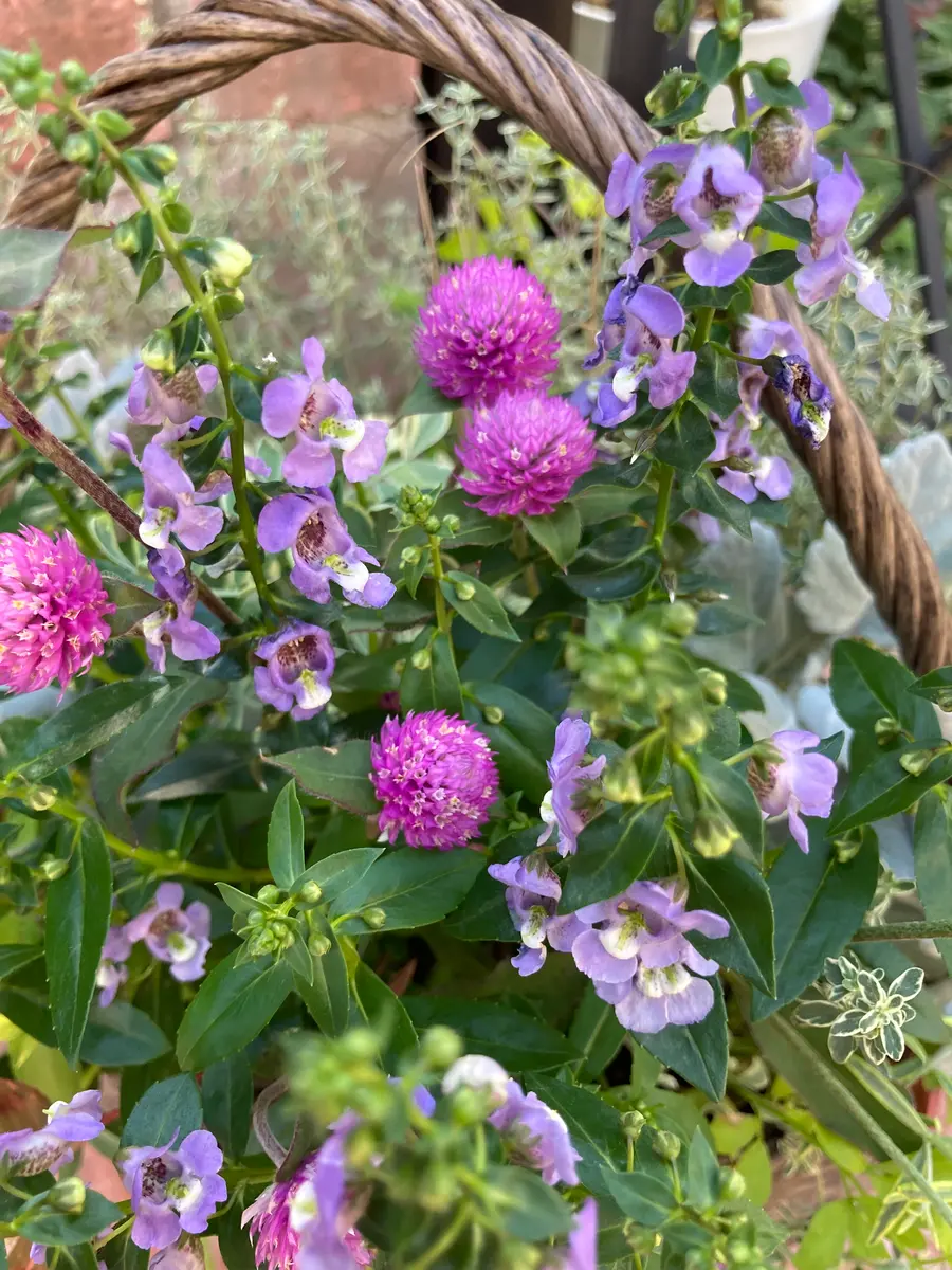 リーフいっぱいの寄せ植え😅💦💦｜園芸日記byマリオ｜みんなの
