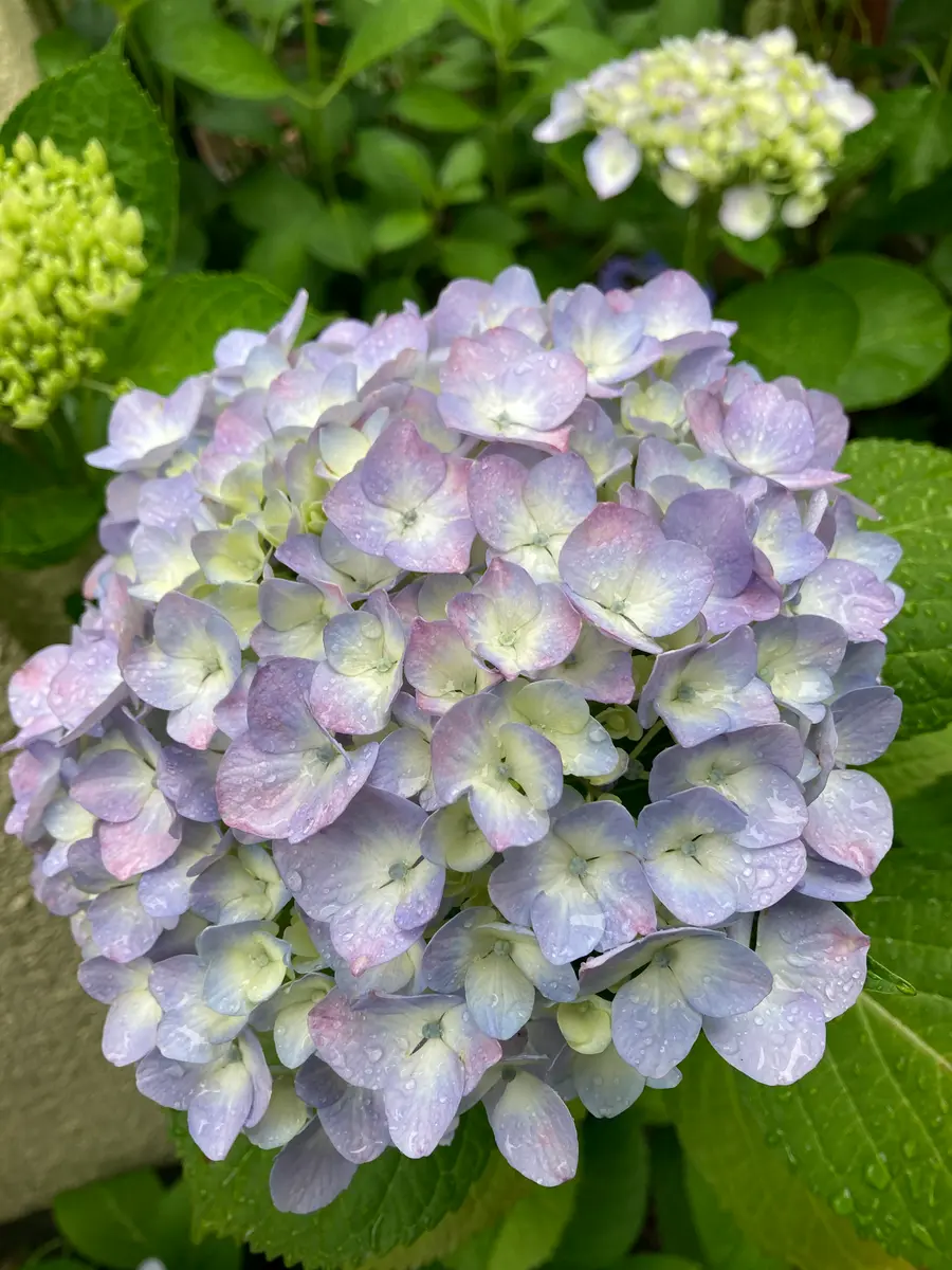行列のできるレビュー商品、集めました。高評価アイテム 紫陽花 すずかぜ ※aqua命名｜園芸日記byopalaqua｜みんなの趣味 パンツ