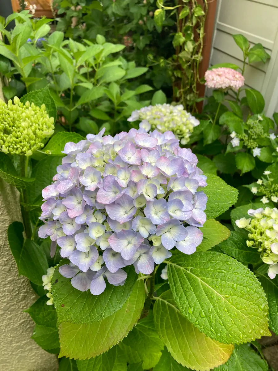 あずさ様　緑系、白、薄紫⭕️9月中まで　⭕️造花葉っぱ無し　⭕️シルバー21 87 紫陽花のある通勤路｜みるなす