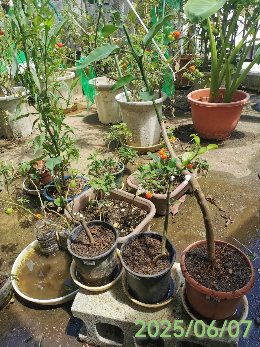 接ぎ木の沼?(2)[柑橘系の台木]｜園芸日記byjin0046｜みんなの趣味の