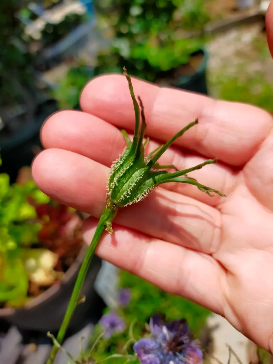 ニゲラの種を比べてみました。｜園芸日記byKuroko｜みんなの趣味の園芸