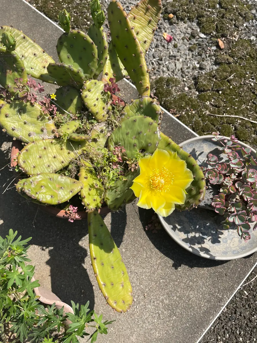 うちわサボテン黄色の花｜園芸日記by満天の星｜みんなの趣味の園芸
