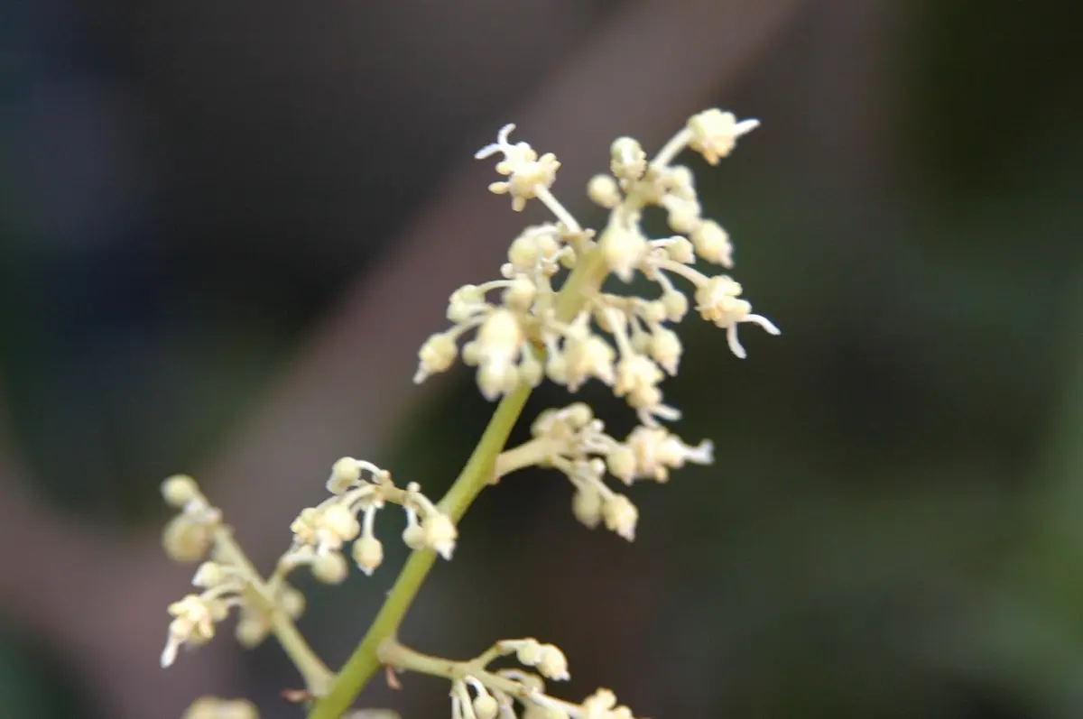 ライチの花｜園芸日記byジャカランダ｜みんなの趣味の園芸｜134203