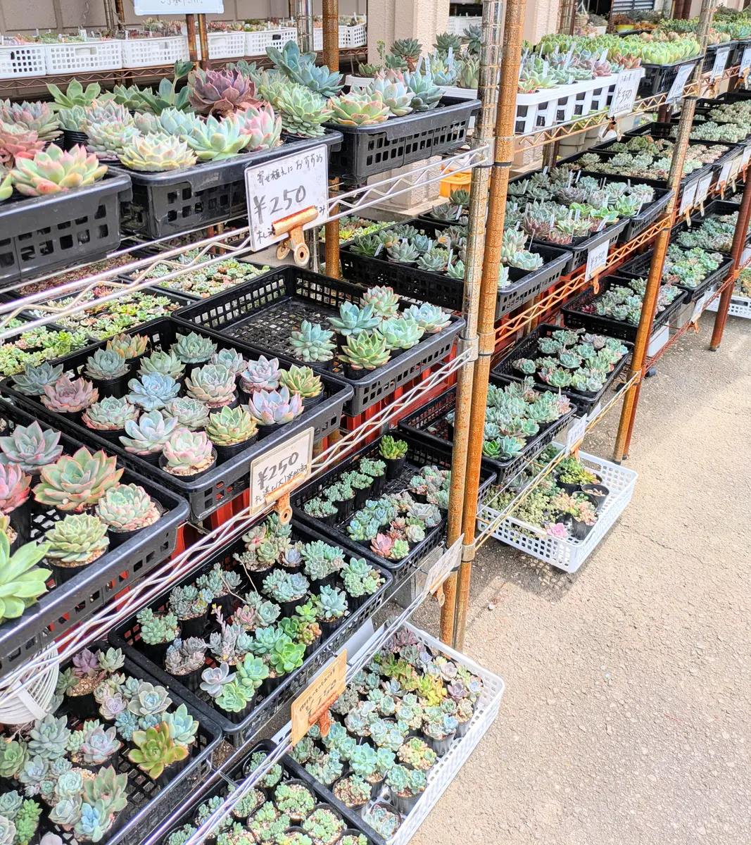 長泉町の多肉植物の無人販売所へ｜園芸日記byなかのねこ｜みんなの趣味