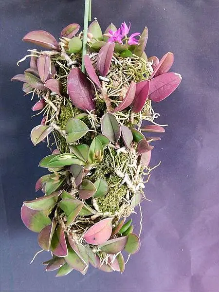 メイラシリウム トリナスタム開花｜園芸日記byネカタ｜みんなの趣味の