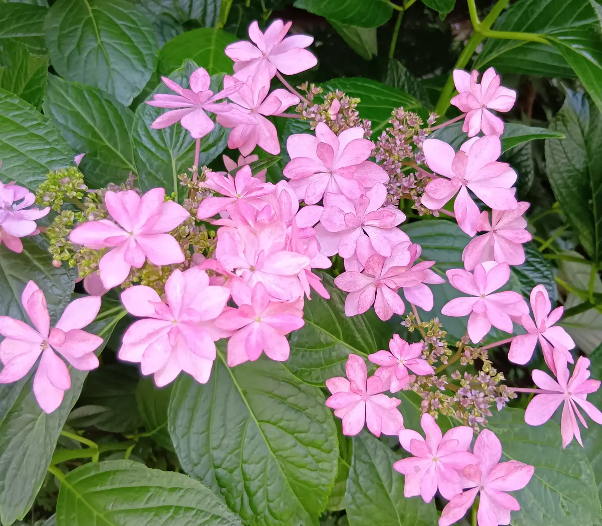 気持ちのいい風｜園芸日記byマニフィーク｜みんなの趣味の園芸