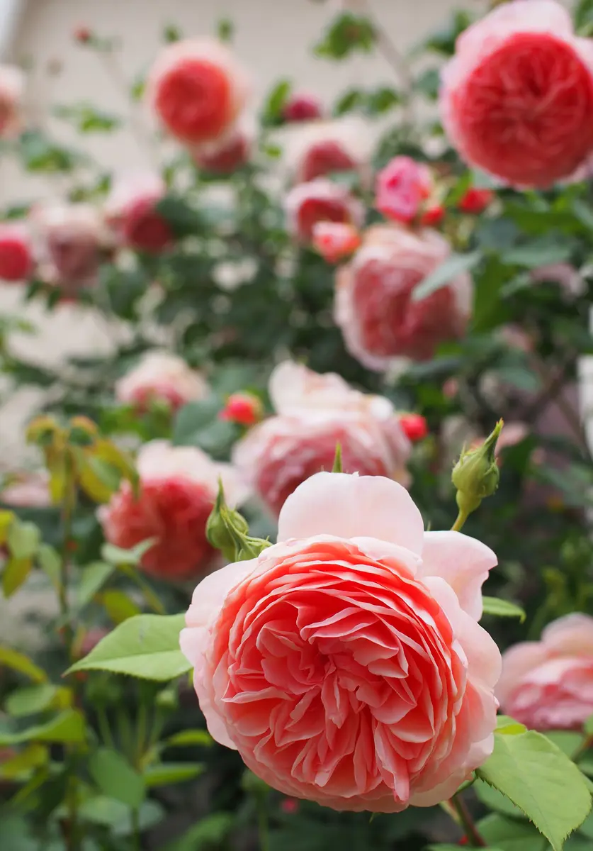 ウィリアム・モリス｜園芸日記byHaluri｜みんなの趣味の園芸｜1342146