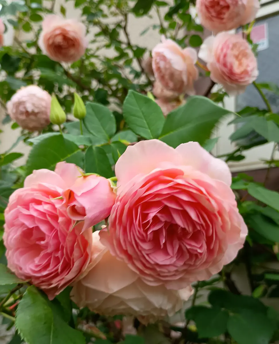 ウィリアム・モリス｜園芸日記byHaluri｜みんなの趣味の園芸｜1342146