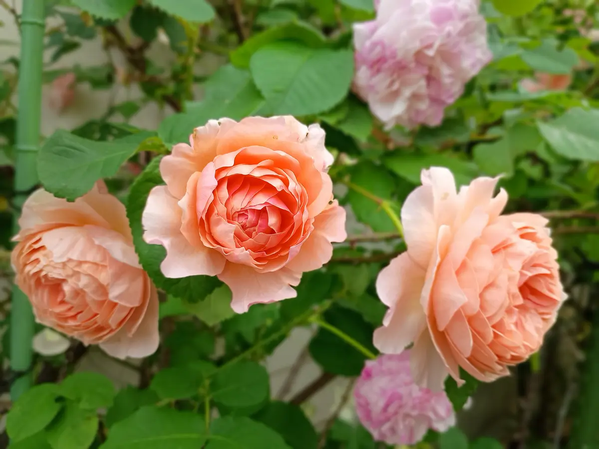 ウィリアム・モリス｜園芸日記byHaluri｜みんなの趣味の園芸｜1342146