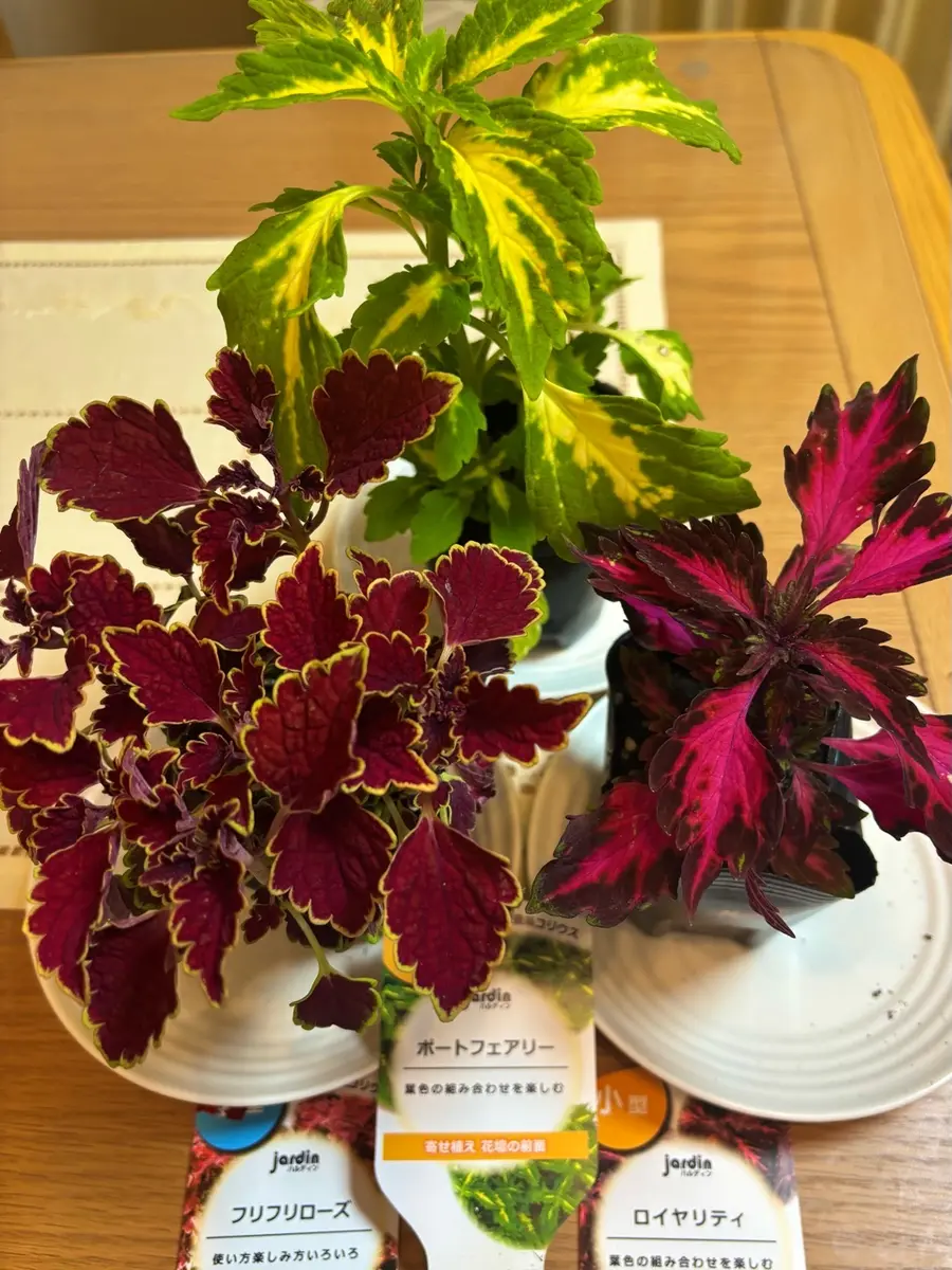 コリウス3種の購入☺️｜園芸日記byいとめちゃん｜みんなの趣味の園芸