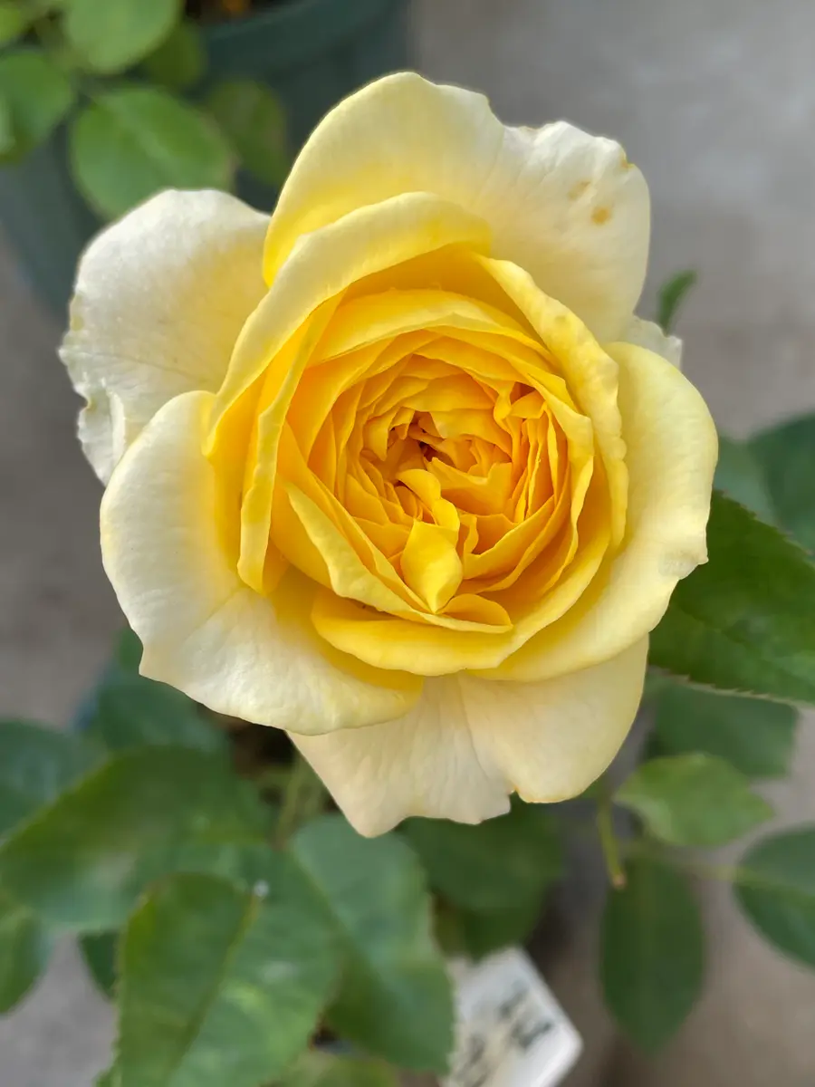 和バラ「つきひ」｜園芸日記byこは｜みんなの趣味の園芸｜1342208