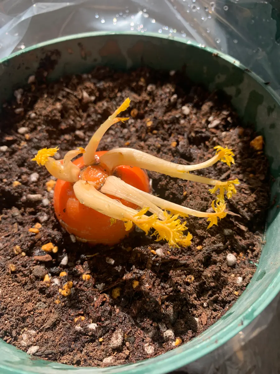 かわいい！ にんじん🥕｜園芸日記byオシキャット｜みんなの趣味の園芸｜1342396 ドライフラワー