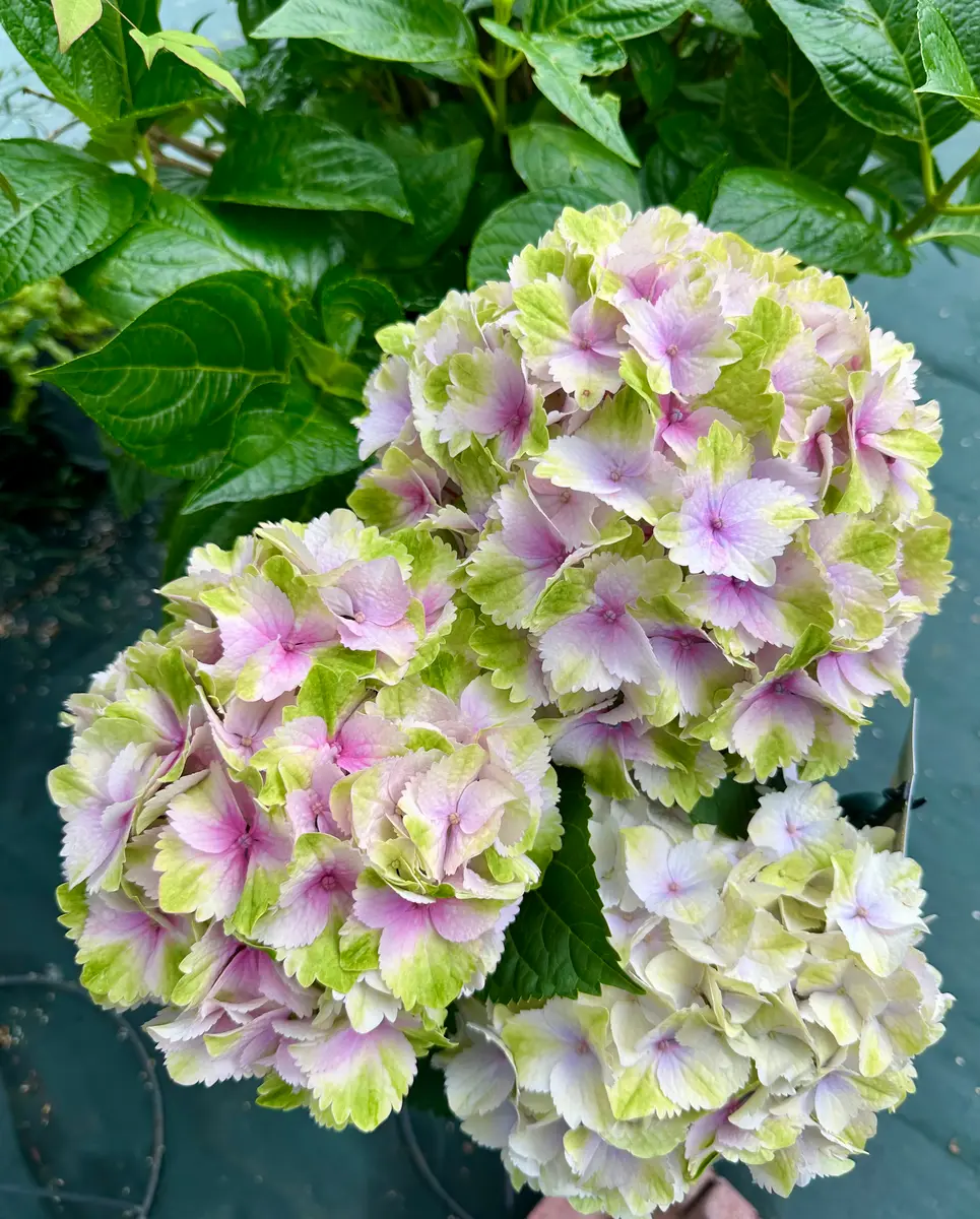 スーパーセール タイムセール 時間 紫陽花の色が変わってきました💕｜園芸日記byMひろみん 鉢花