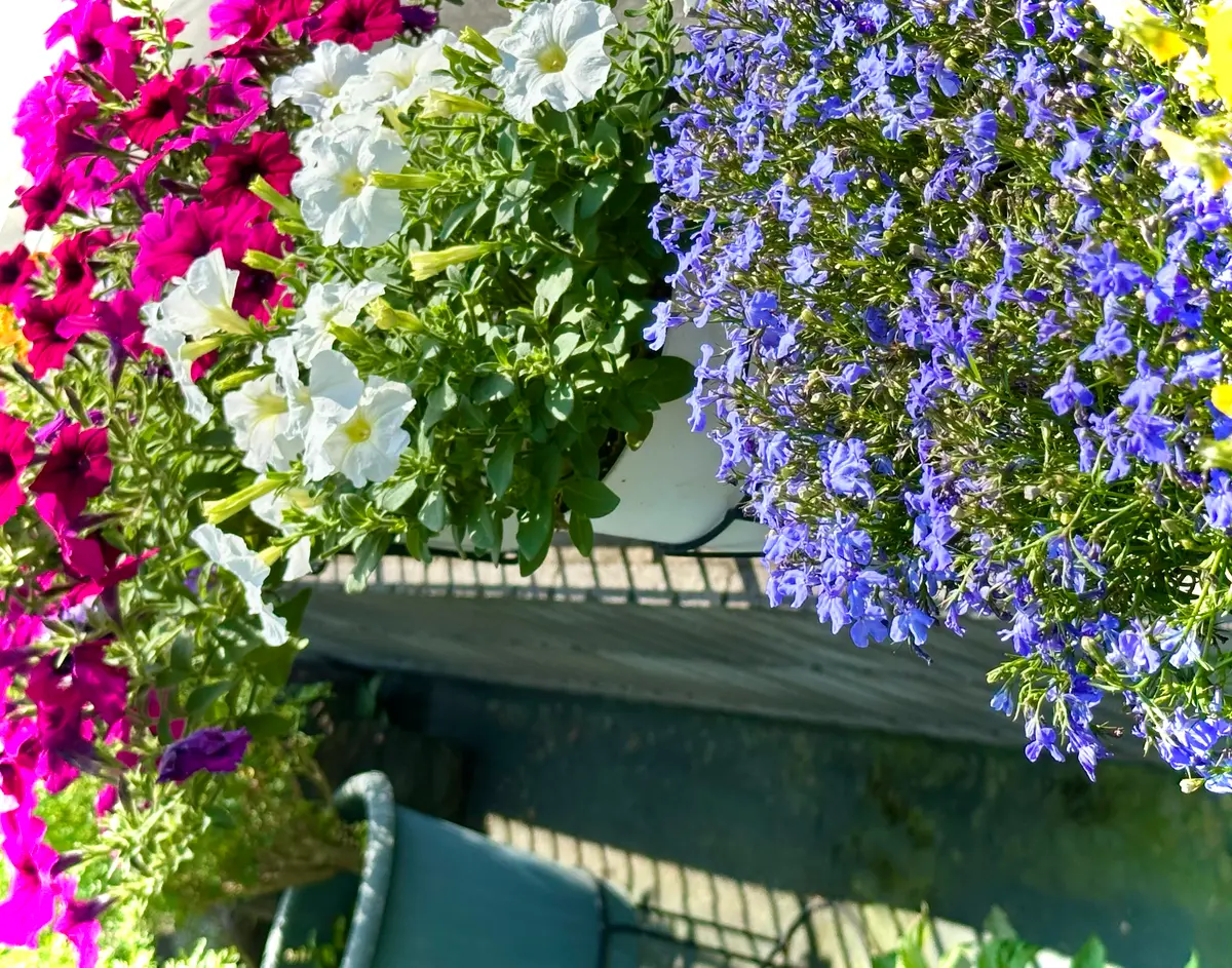紫陽花の色が変わってきました💕｜園芸日記byMひろみん｜みんなの趣味