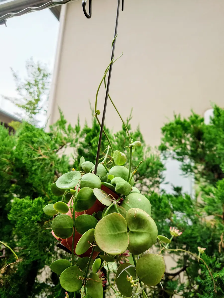 絶好調なディスキディア・インブリカータさん。｜園芸日記