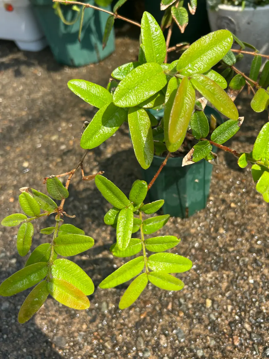 ミルシアリアの日記一覧|アウルの森さんの園芸日記-みんなの趣味