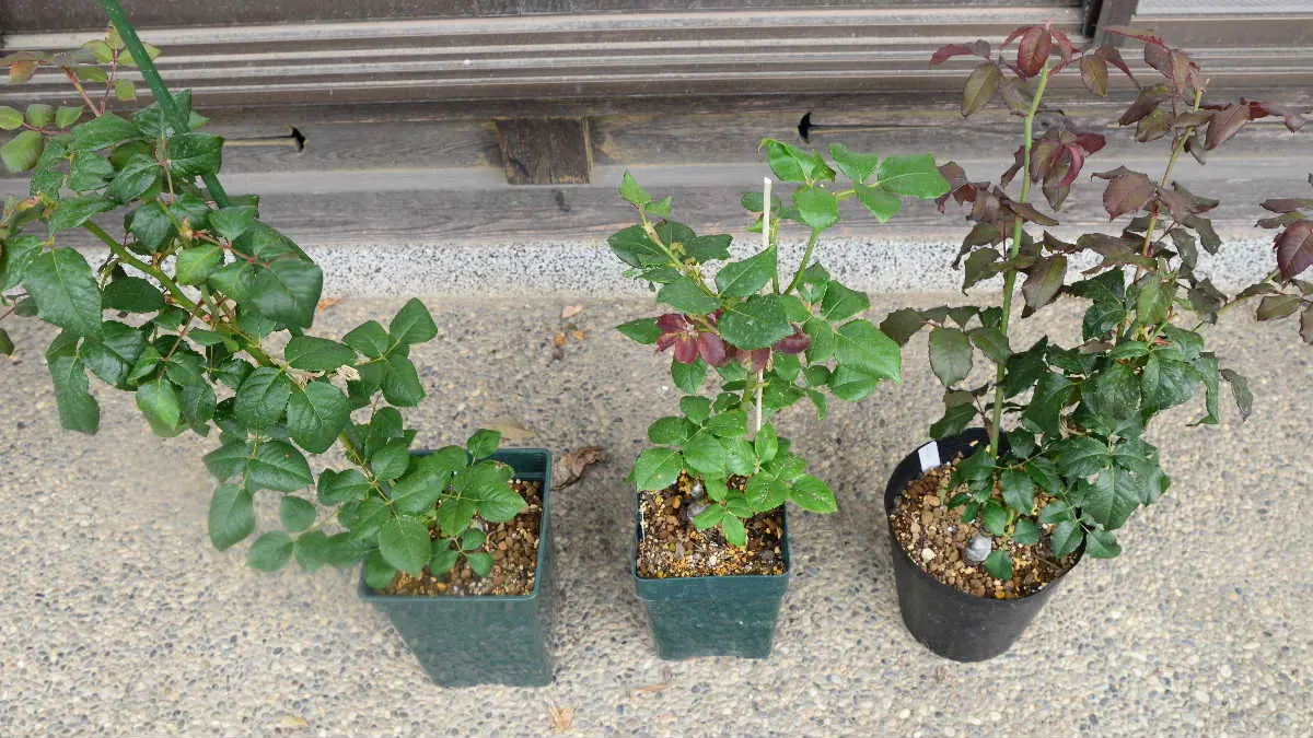 バラ、接ぎ木した新苗を植える鉢について(^^♪｜園芸日記bytotyan
