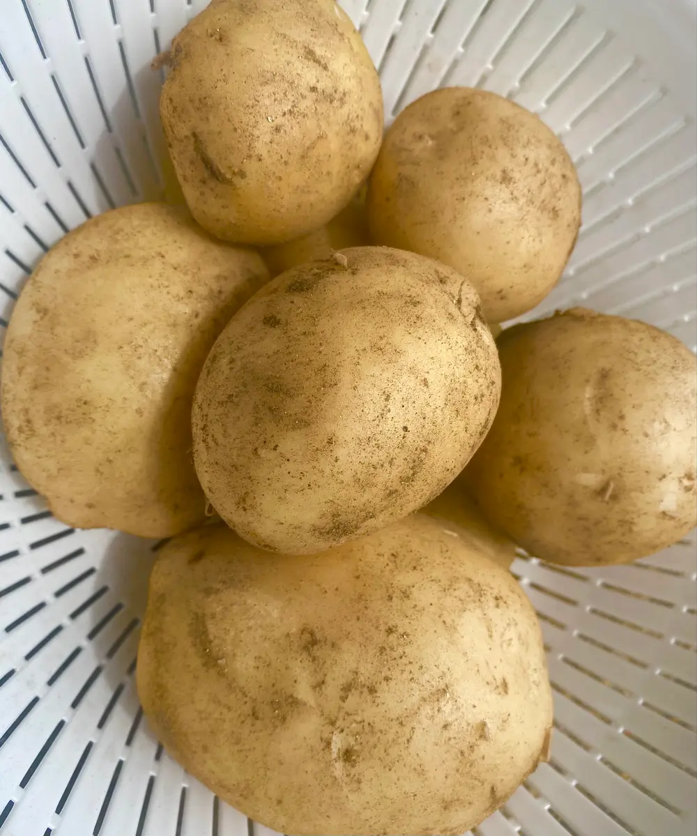 【限定販売】 ジャガイモ🥔 試し掘り❣️｜園芸日記byミャーママ｜みんなの ぬいぐるみ