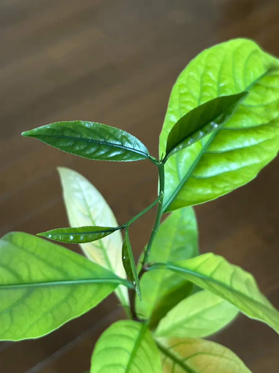 緑の葉っぱが出ました〜✨👏｜園芸日記byアウルの森｜みんなの趣味の