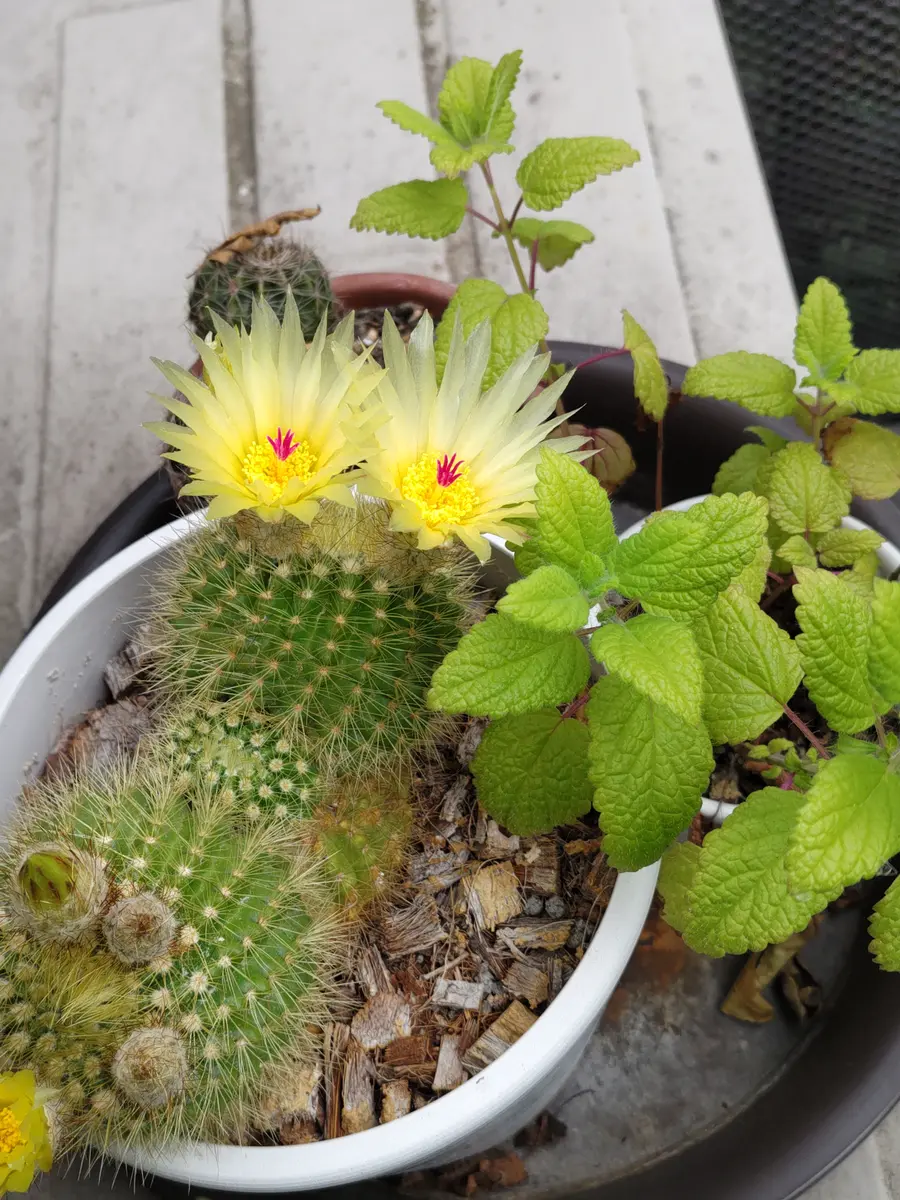 サボテン（金小町）の花が咲きました｜園芸日記byるーわく