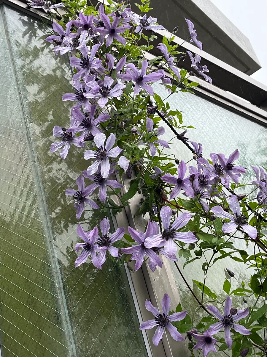 雨のクレマチス｜園芸日記byやまがら｜みんなの趣味の園芸｜1343254