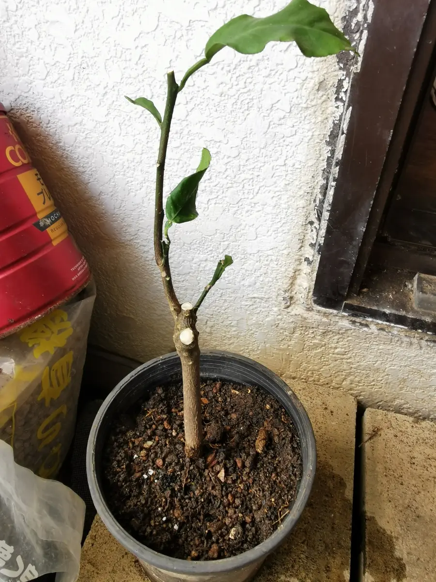 果樹台木の特性と利用