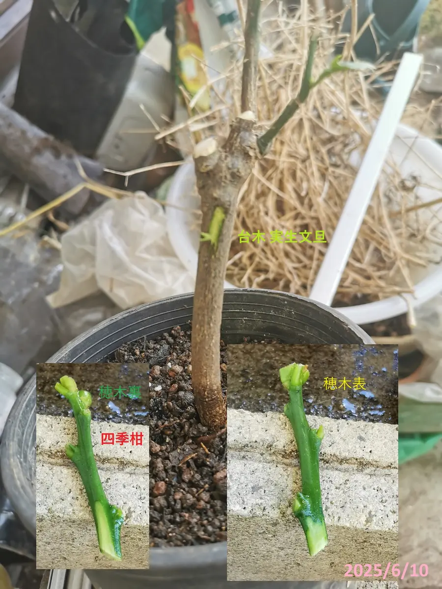 接ぎ木の沼?(3)[台木文旦、穂木四季柑]｜園芸日記byjin0046｜みんなの