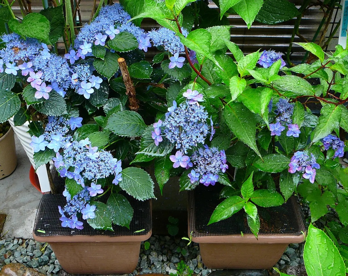 青色アジサイ 園芸ネット本店｜アジサイ：ブルーダイヤモンド5号鉢植え の通販【公式】