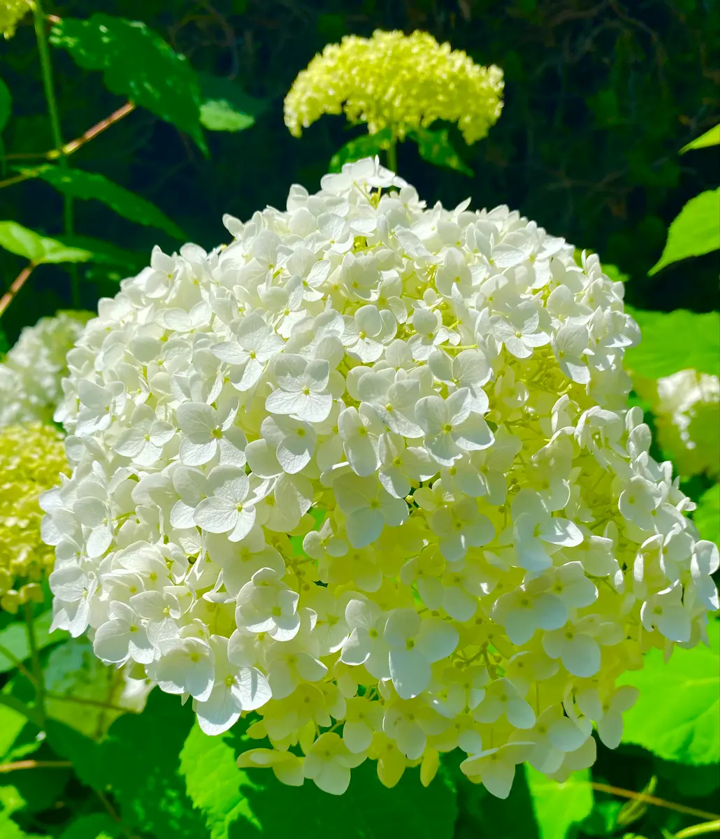 アナベル、そして、ユリ😄｜園芸日記byミャーママ｜みんなの趣味