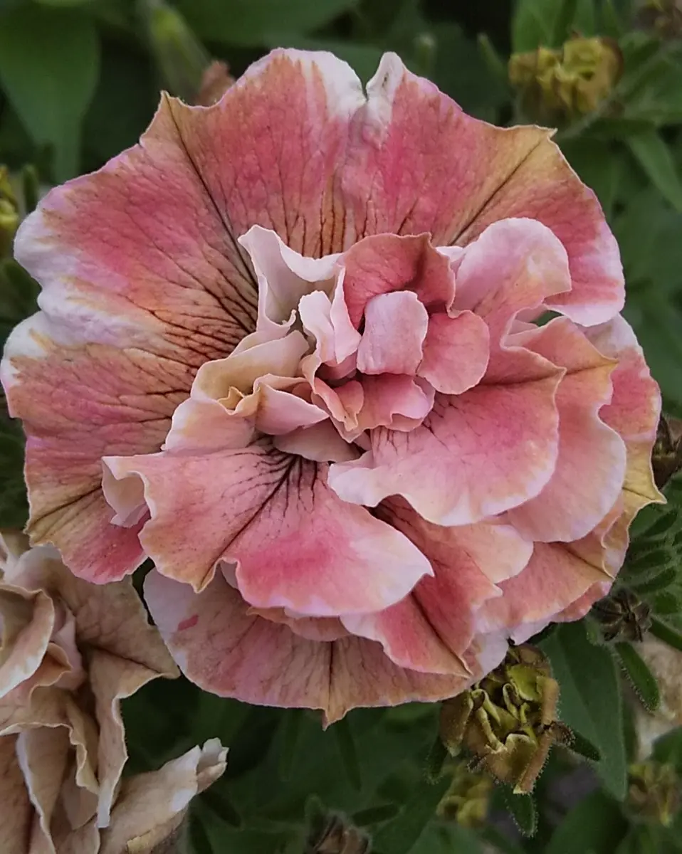 🌸赤色が戻って来た。（ペチュニアジュリエット桜モダン）｜園芸日記by