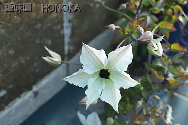 クレマチス。｜園芸日記byほのか｜みんなの趣味の園芸｜1343595