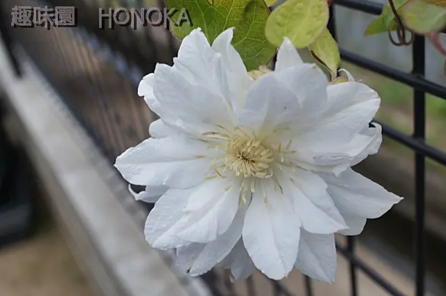 クレマチス。｜園芸日記byほのか｜みんなの趣味の園芸｜1343595