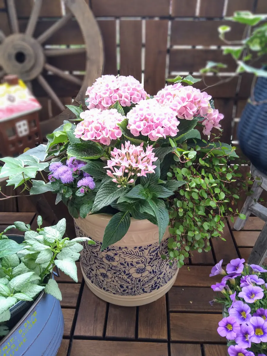 紫陽花の寄せ植えと天気痛｜園芸日記byフラワー1968｜みんなの趣味の