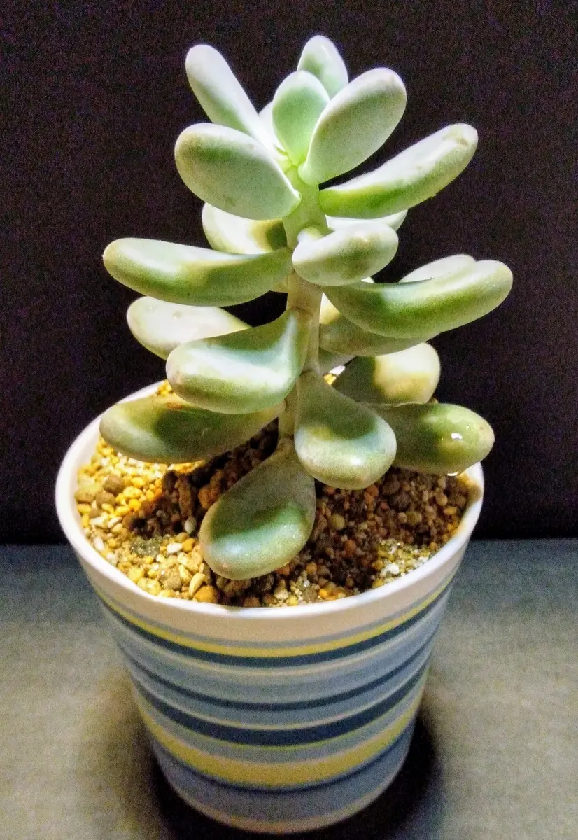 美人さんも仕立て直し🥰多肉植物・月美人｜園芸日記byディーバ