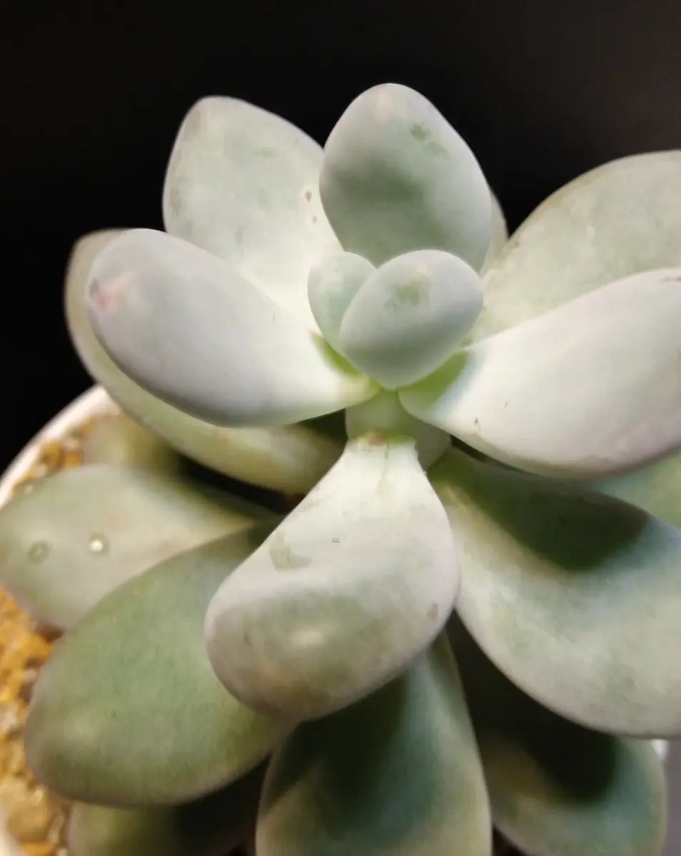 美人さんも仕立て直し🥰多肉植物・月美人｜園芸日記byディーバ