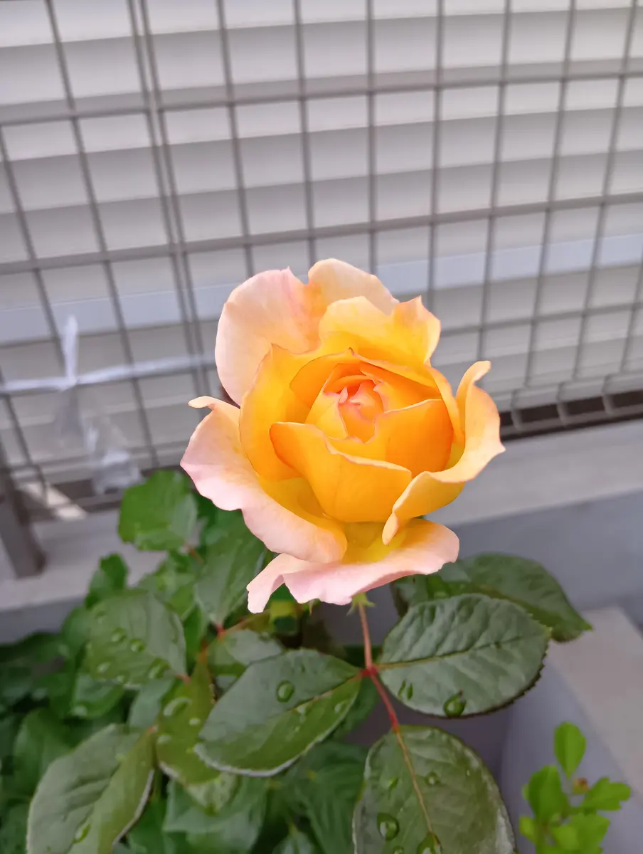 アメージングタイランド・グランドセール 今年の2番薔薇｜園芸日記byUZWAPnR｜みんなの趣味の園芸｜1344076 化粧下地