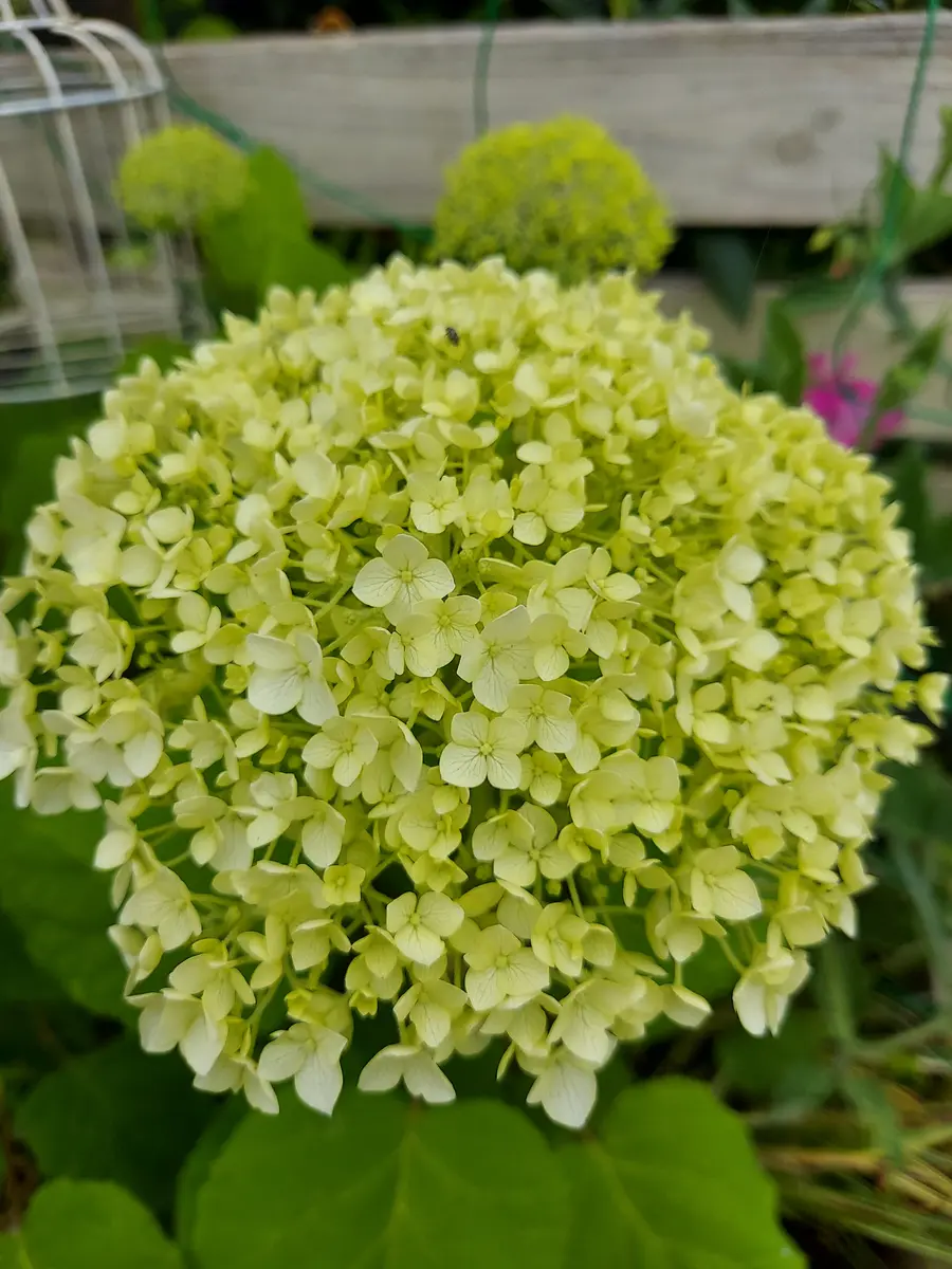アナベル開花、挿し木の紫陽花｜園芸日記byトリアノン｜みんなの趣味の