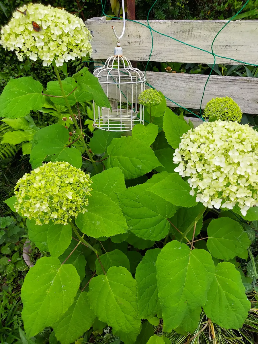 アナベル開花、挿し木の紫陽花｜園芸日記byトリアノン｜みんなの趣味の