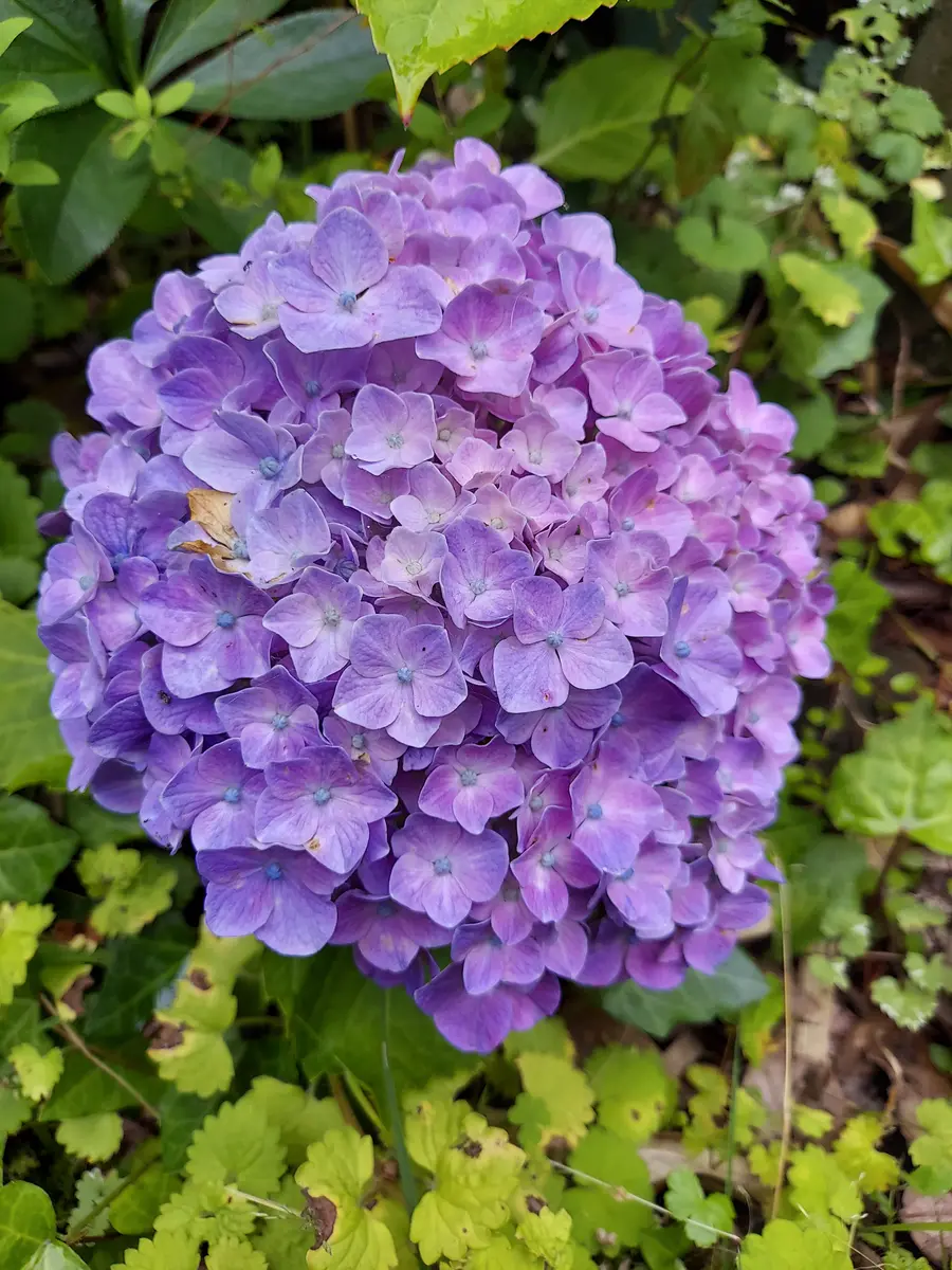 紫陽花アナベル挿し木苗⑬ アナベルの挿し木のやり方を解説！時期や成功のコツは？