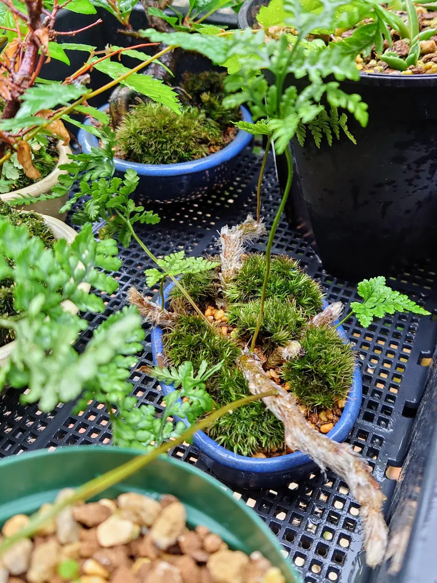 トキワシノブさんの三変化。｜園芸日記byPlantskafka｜みんなの趣味の