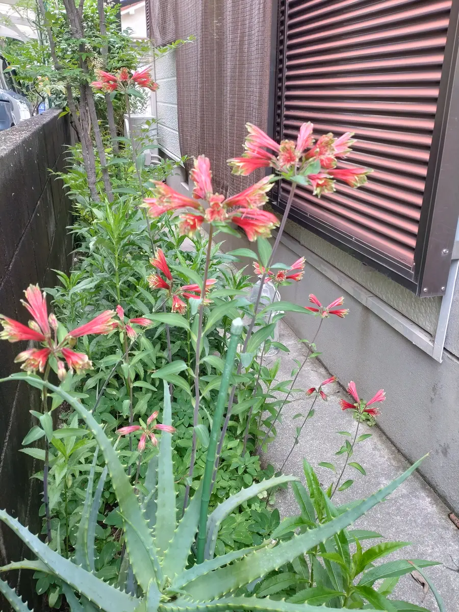 アルストロメリア・プルケラが咲きました(*^^*)｜園芸日記byこうmama