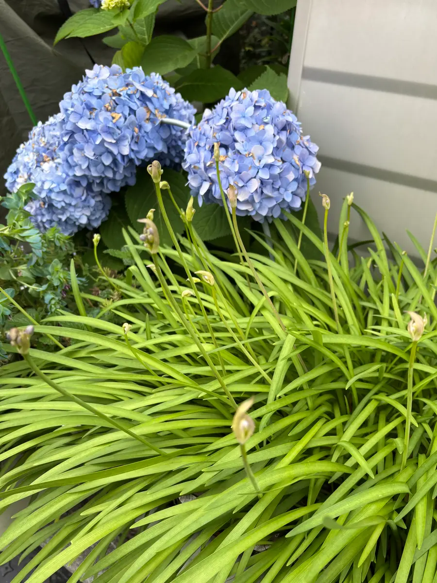 アガパンサス｜園芸日記byぴょこぴょこ｜みんなの趣味の園芸