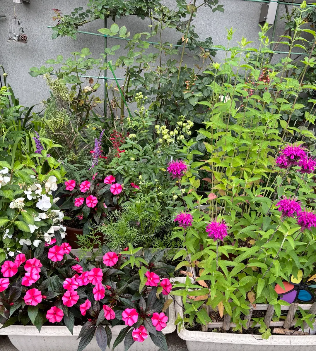 アートポスター：８２飛び石とアガパンサスのある庭園 アガパンサス