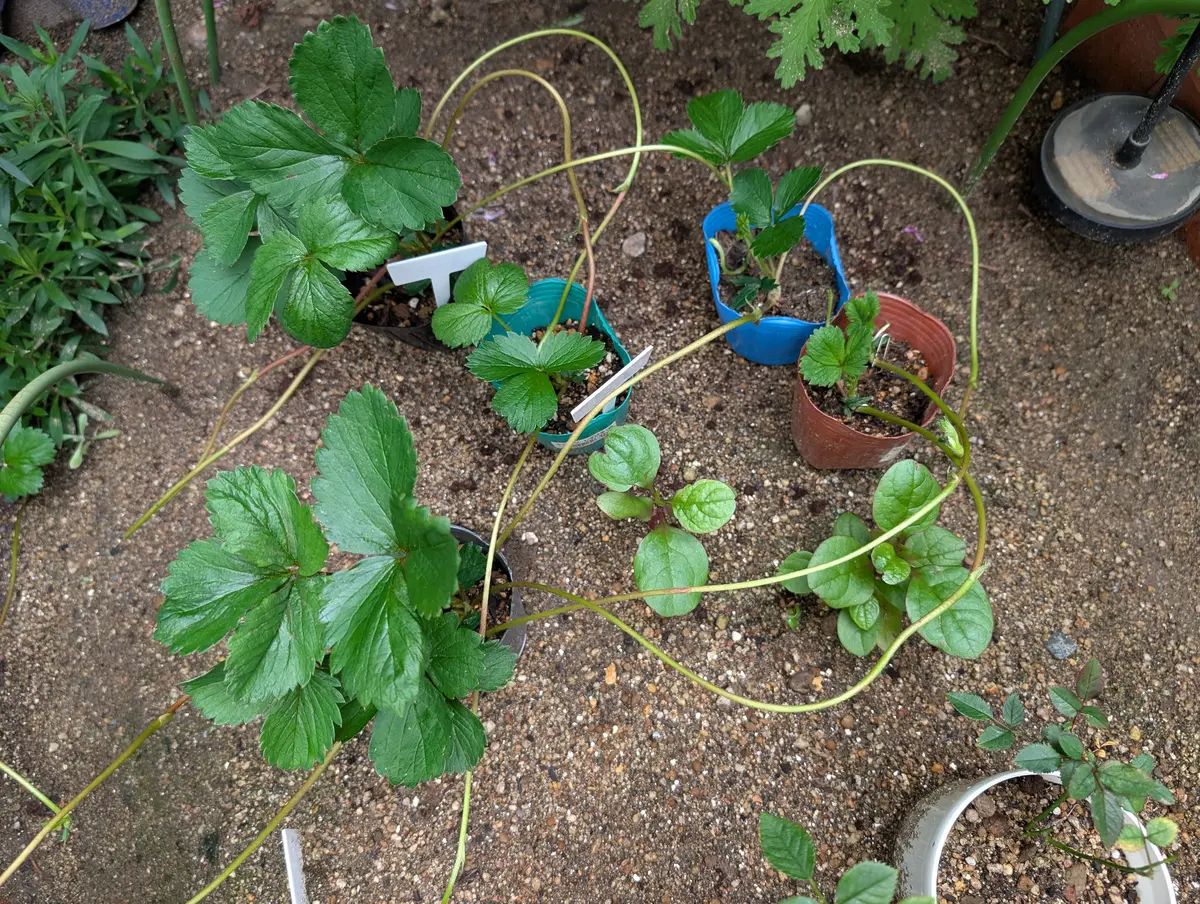 家庭菜園】おうちでいちご狩り♪沢山できた苺を使ってスムージー