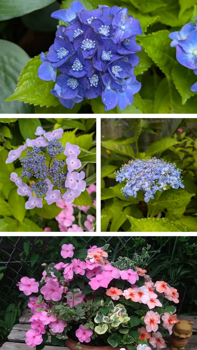ハ*コ様 かぼちゃの花 カボチャの花 - 雄花・雌花 - shuの花日記