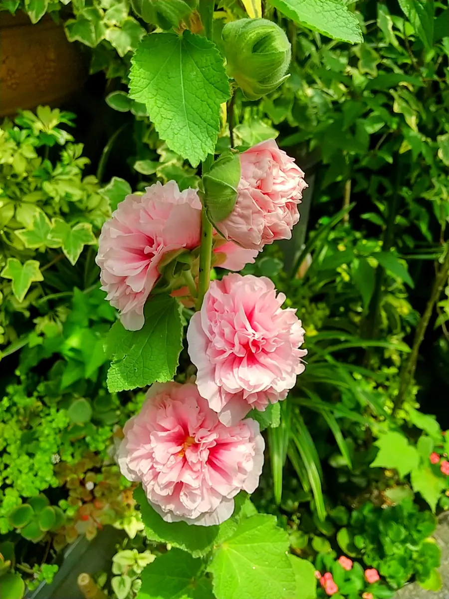 おすすめ！【10粒】八重＆２色咲きのホリホック　１本に２色咲き♪ 八重咲きホリホック(タチアオイ)開花｜園芸日記byTokio🌺Bloem