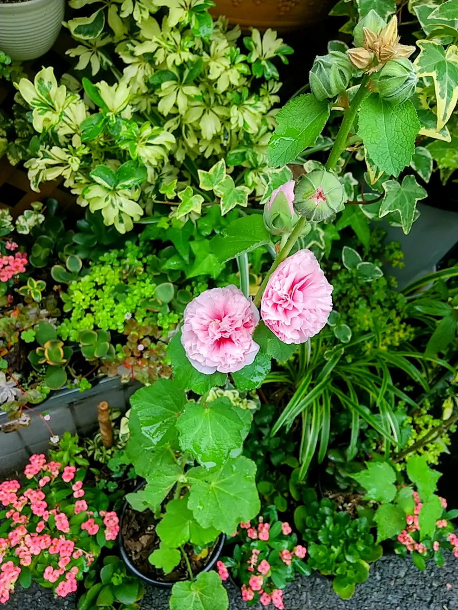 八重咲きホリホック(タチアオイ)開花｜園芸日記byTokio🌺Bloem