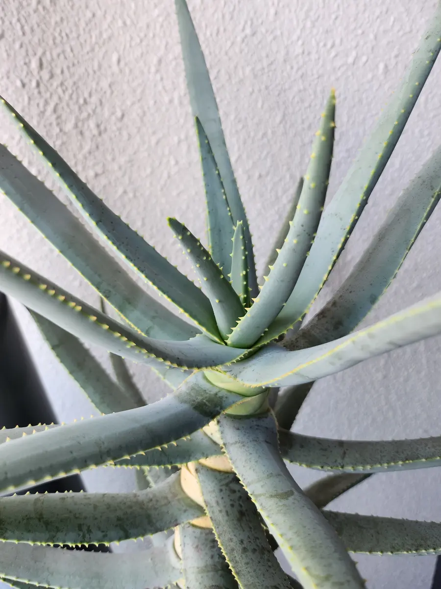 原種アロエたち、その3。ディコトマ｜園芸日記by律九｜みんなの趣味の