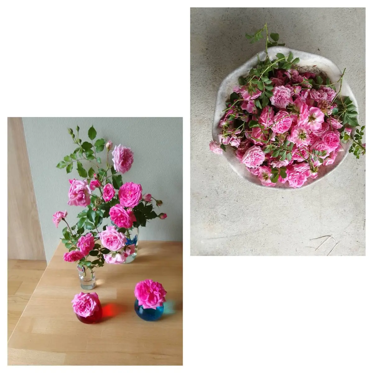 バラを(*^^*)｜園芸日記byカシワバアジサイ｜みんなの趣味の園芸